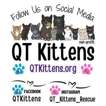 QT Kittens Follow Us on Social Media