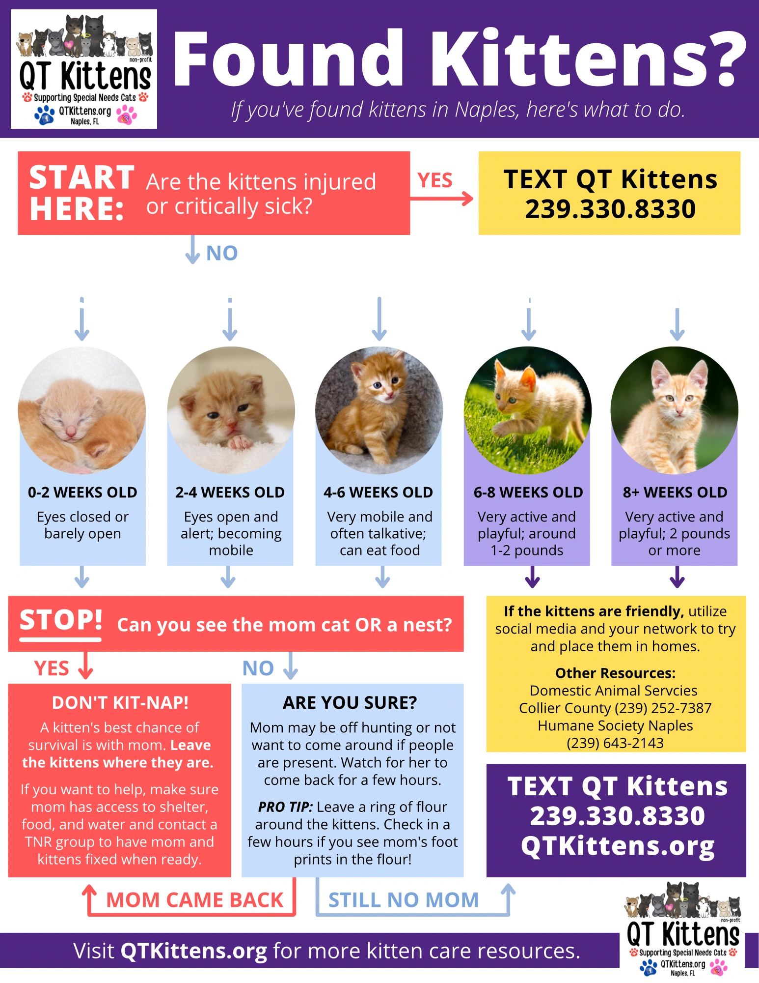 Found kittens infographic
