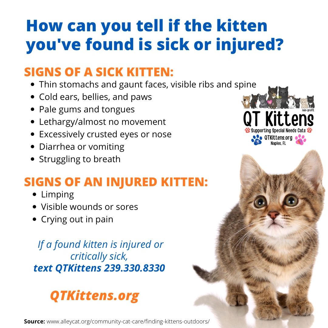 Signs of sick and injured kittens