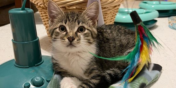 Cat playing with a feather toy