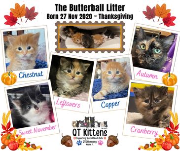 Butterball themed cat litter