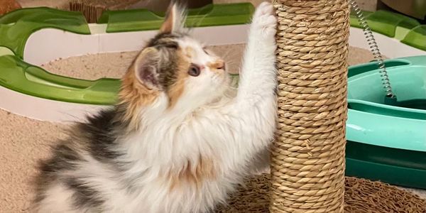 Kitten using a scratching Post