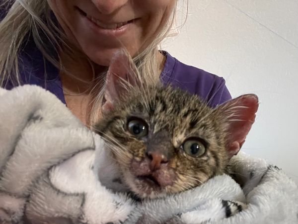 Sick kitten getting treatment