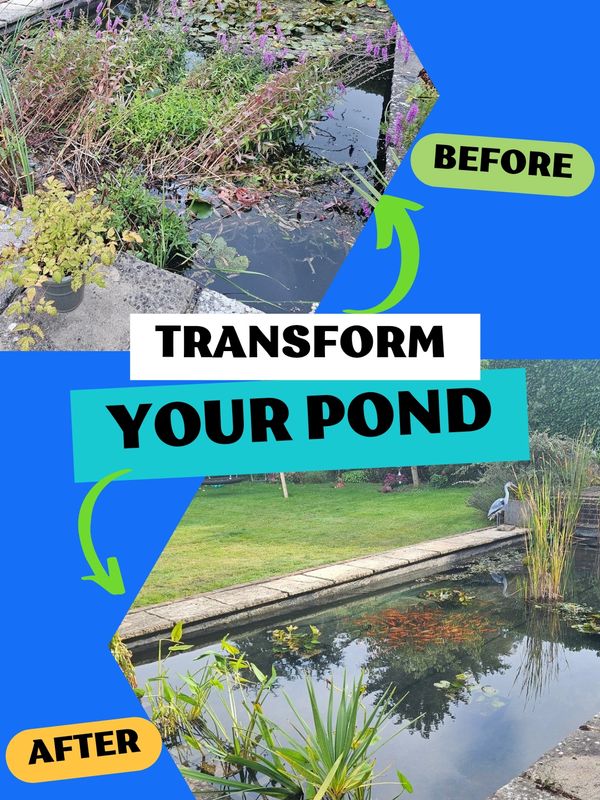 Before & after picture of a pond clean carried out by Mr Pond in Ashford, Kent