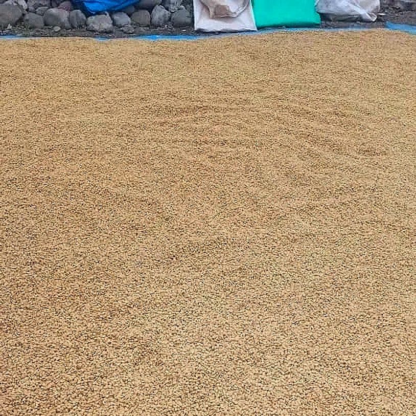 Large quantity of grains spread out to dry on the ground.