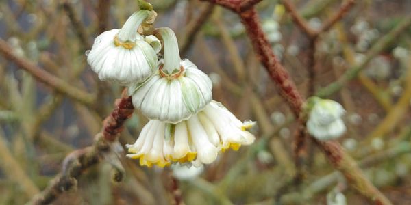 Edgworthia chrysantha