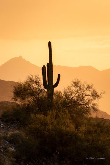 A lone Saguaro cactus silhouetted against the mountains near Phoenix, AZ. Golden yellow tones
