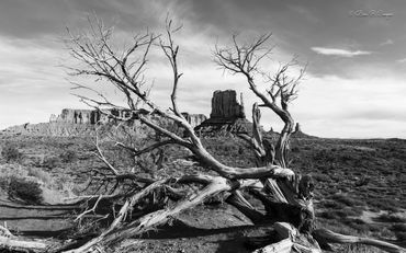 Black and White image of Monument Valley in Utah. Twisty tree limbs frame one of the mitten buttes