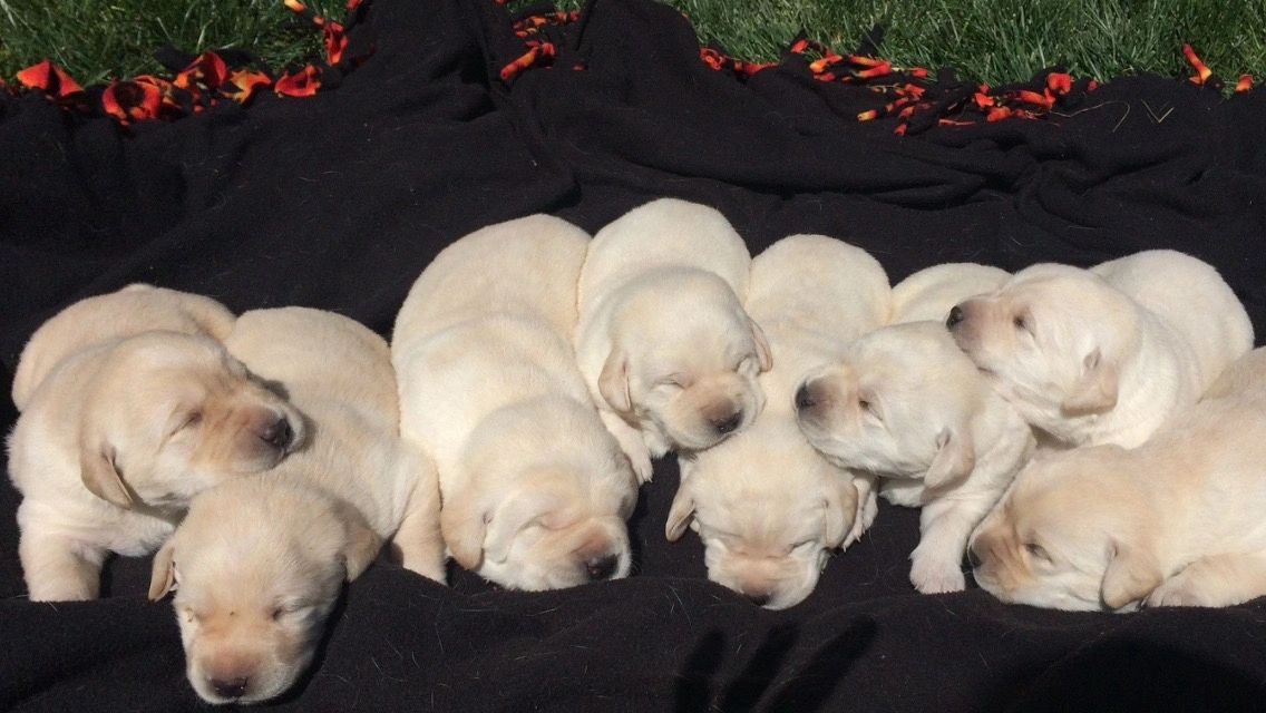 Carpenter Family Labs English Lab Puppies English Labs