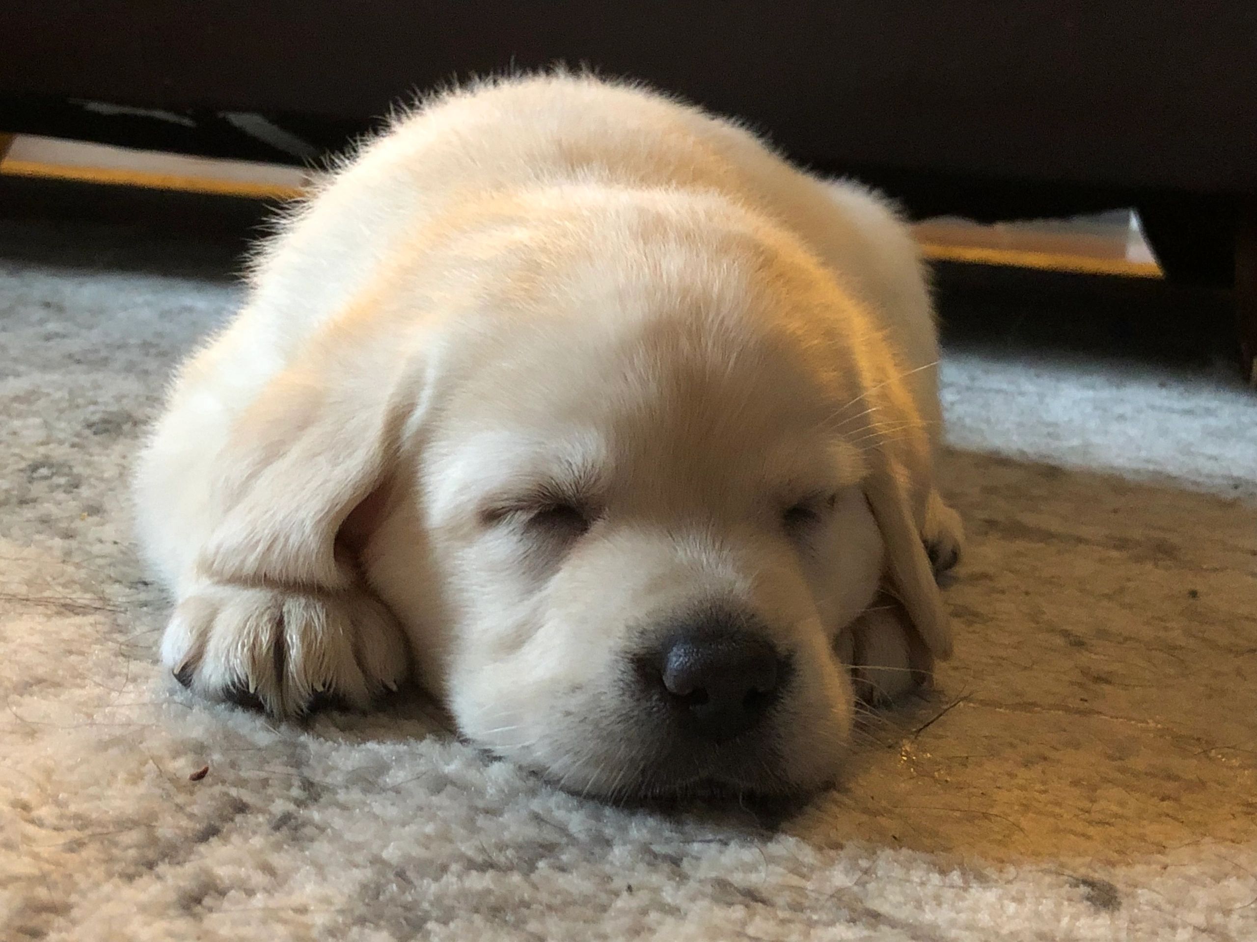 Puppies available now