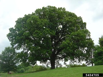 A large, leafy green tree standing alone on a grassy hill.