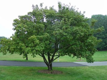 A healthy green tree standing alone on a grassy lawn.
