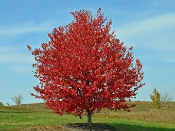 A vibrant red tree stands alone in a grassy field under a blue sky.