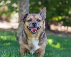 Just like people, dogs communicate using body language. Your dog is communicating with his entire bo