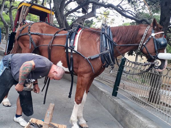 Artisan Karozzin caught in action. we don't suggest carriage riding as we are against animal labour