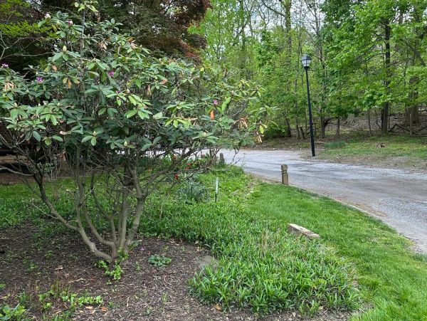 A garden with a tree and green plants beside a gravel path and lamppost.