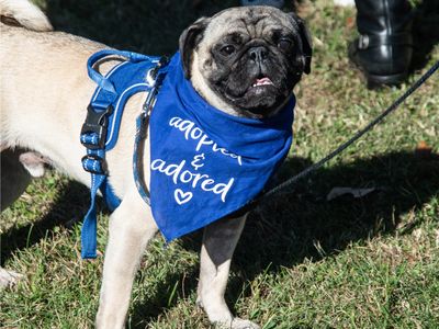 fawn male pug with blue adopted and adored bandana 