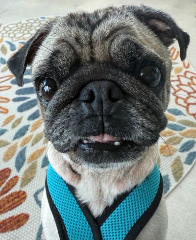 Close-up of a pug wearing a blue harness.