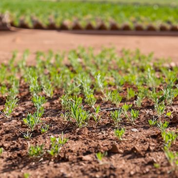 Closeup to a field with just starting growing plants.