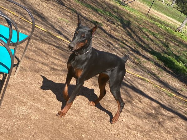doberman cropped black and rust standing outside on dirt