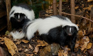 Two striped skunks with black and white fur in a leafy forest area.
