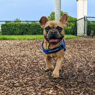 Frenchie Puppy enjoying a dog walk in the park