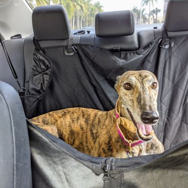Greyhound excited for pet taxi services 