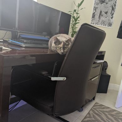 Cat sneaking into the office for cat care