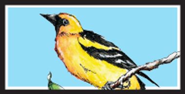 Altamira Oriole