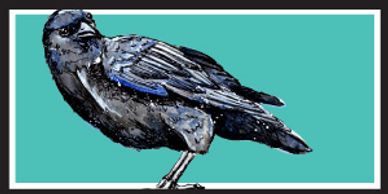 american crow
