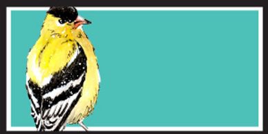 american goldfinch