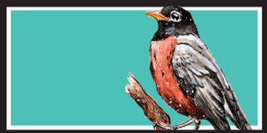 american robin