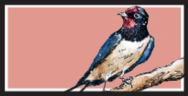 Barn Swallow