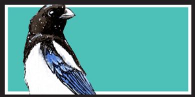 black-billed magpie