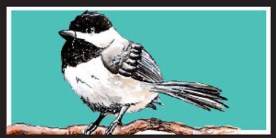 black-capped chickadee