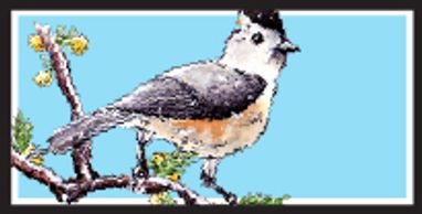 Black-Crested Titmouse