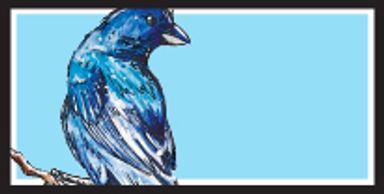Blue Bunting
