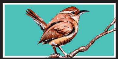 carolina wren
