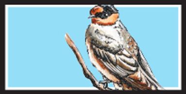 Cave Swallow