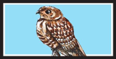 Common Pauraque