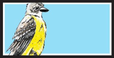 Couch's Kingbird