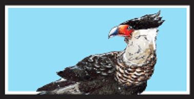 Crested Caracara