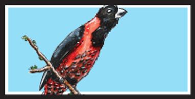 Crimson-Collared Grosbeak