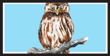Ferruginous Pygmy Owl