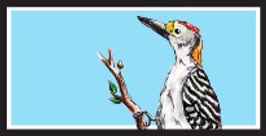 Golden-Fronted Woodpecker