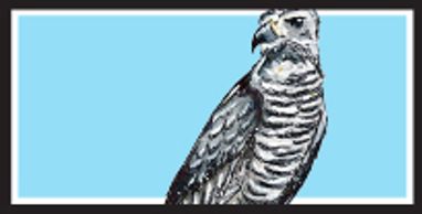 Gray Hawk