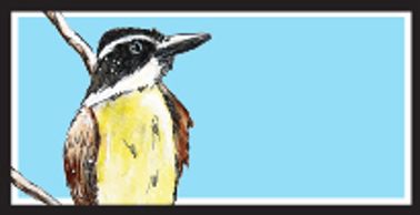 Great Kiskadee