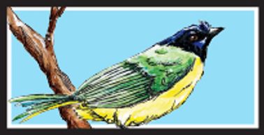 Green Jay