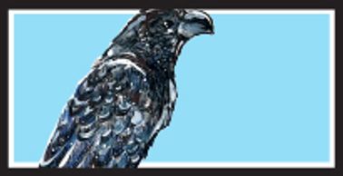 Groove-Billed Ani