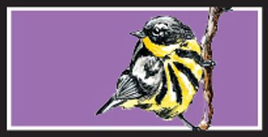 Magnolia Warbler